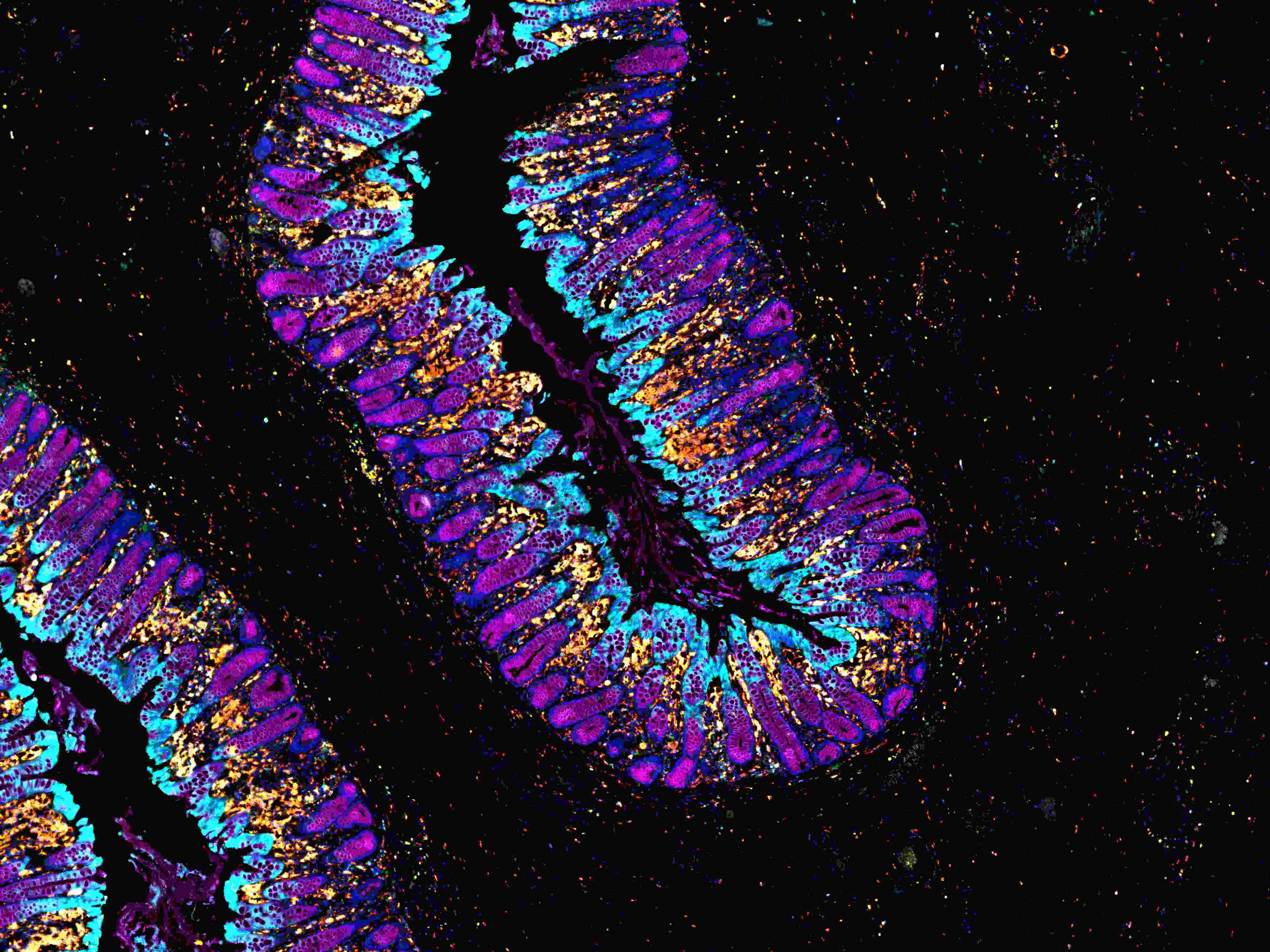 从样本到数据:TissueGnostics 全景多标记技术服务,科研效率翻倍的秘密