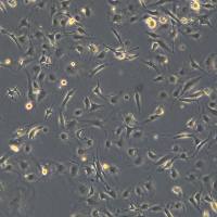 膀胱癌细胞 SW1710