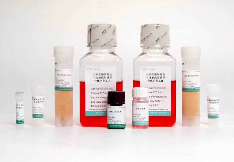 兔骨髓间充质干细胞成脂诱导分化培养基：科研利器，精准开启细胞分化新征程