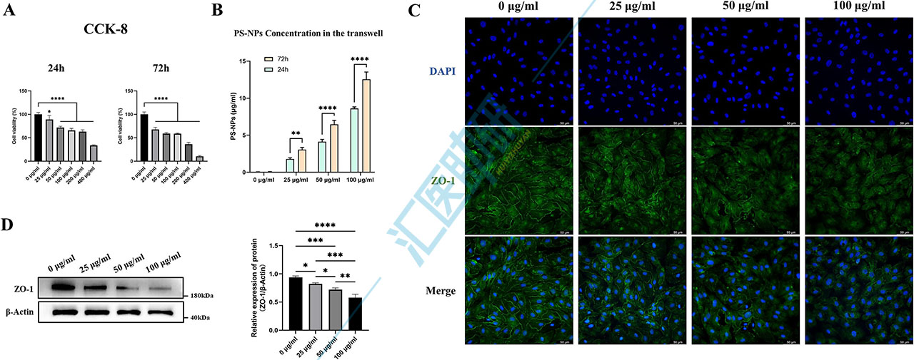 图4.PS-NPs 渗透并破坏基于 HRMECs 的人脑内皮屏障模型