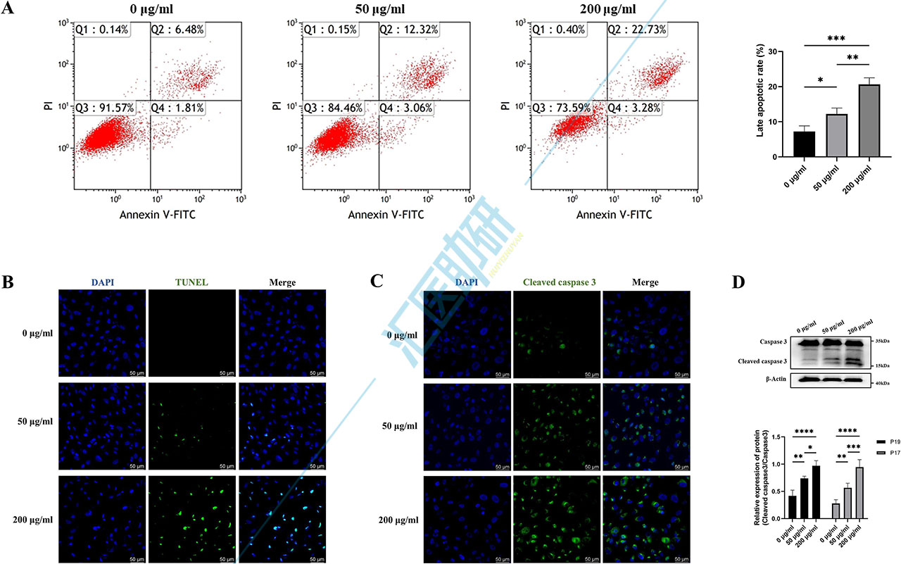 图6.PS-NPs促进ARPE-19细胞凋亡