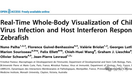 Plos Pathog.丨斑马鱼全身成像揭示基孔肯雅病毒传播机制及其宿主免疫应答！