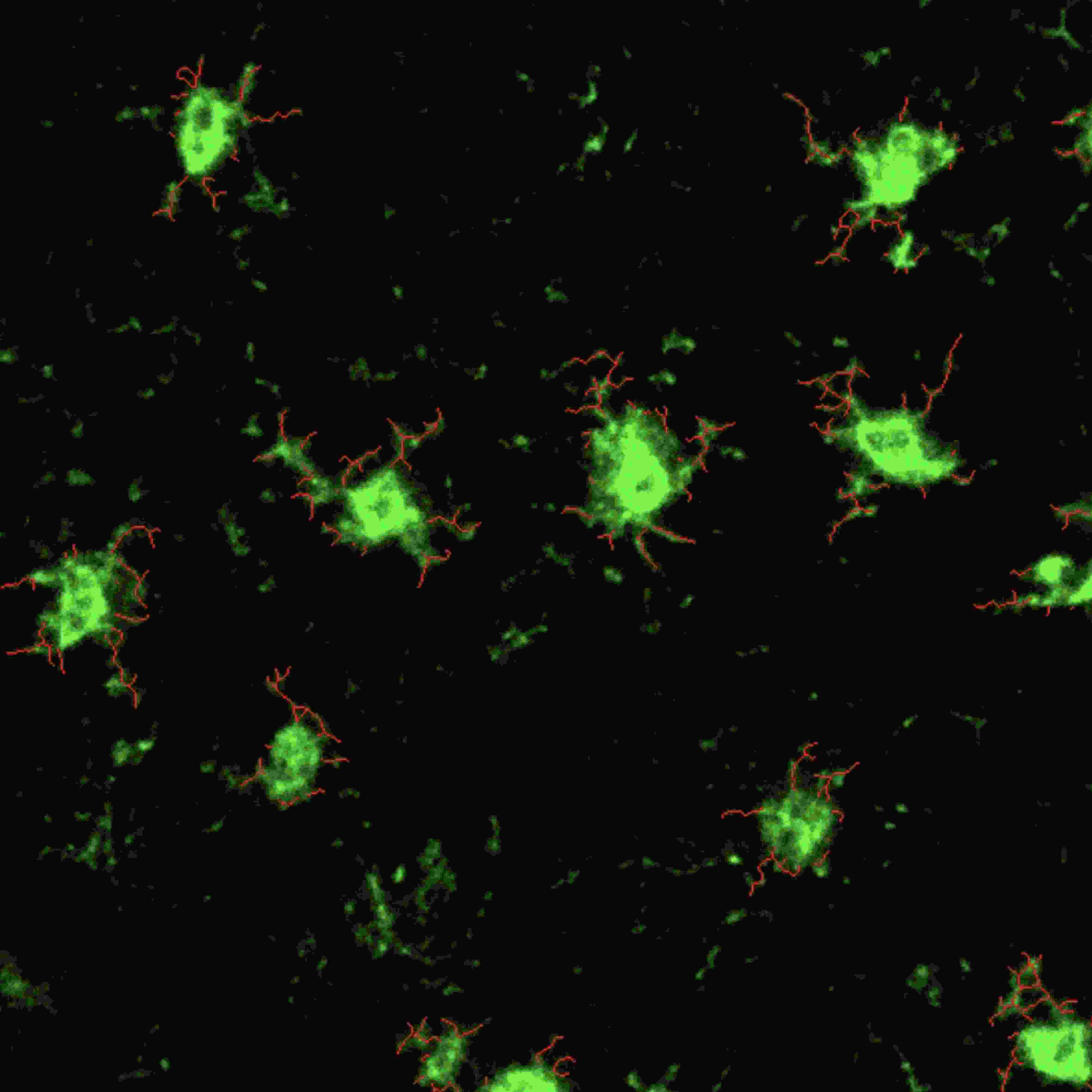 从样本到数据:TissueGnostics 全景多标记技术服务,科研效率翻倍的秘密