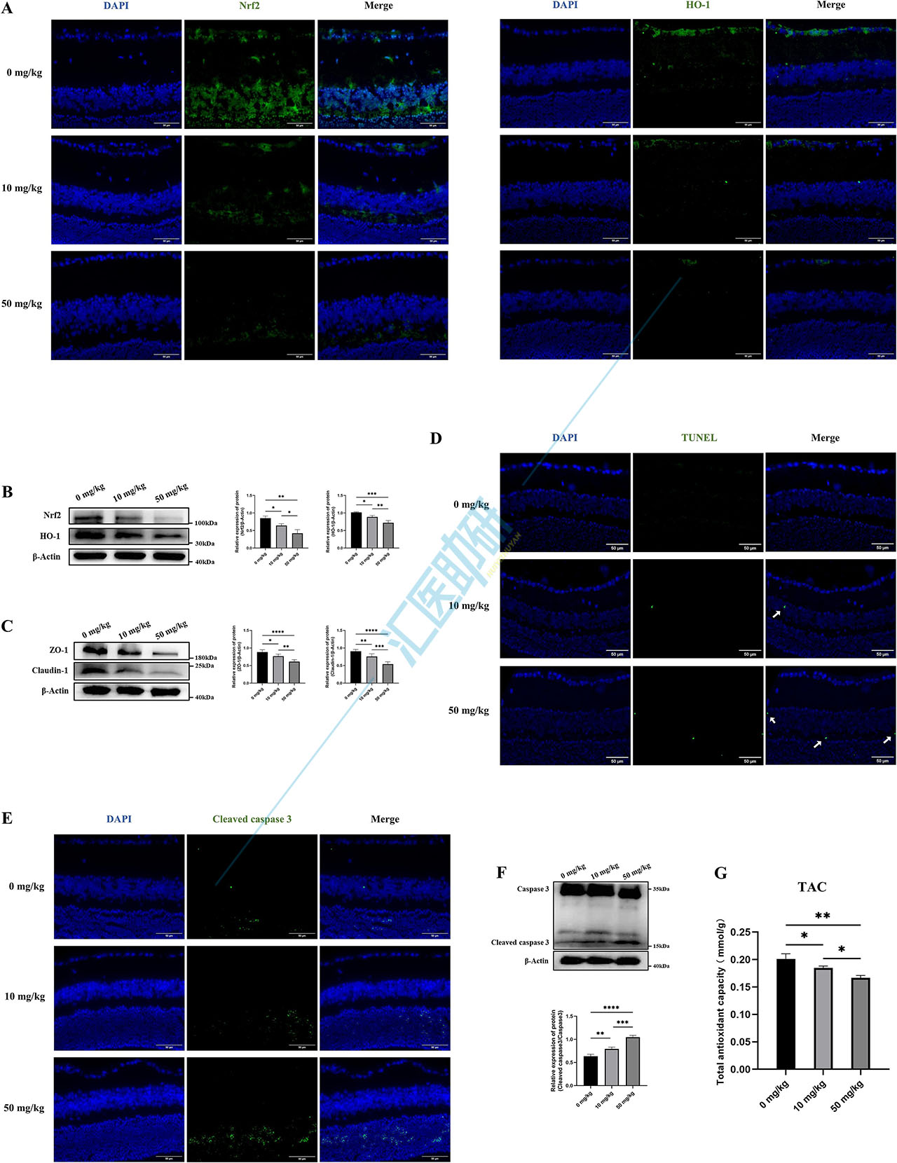 图3.PS-NPs 对小鼠视网膜的生物学效应