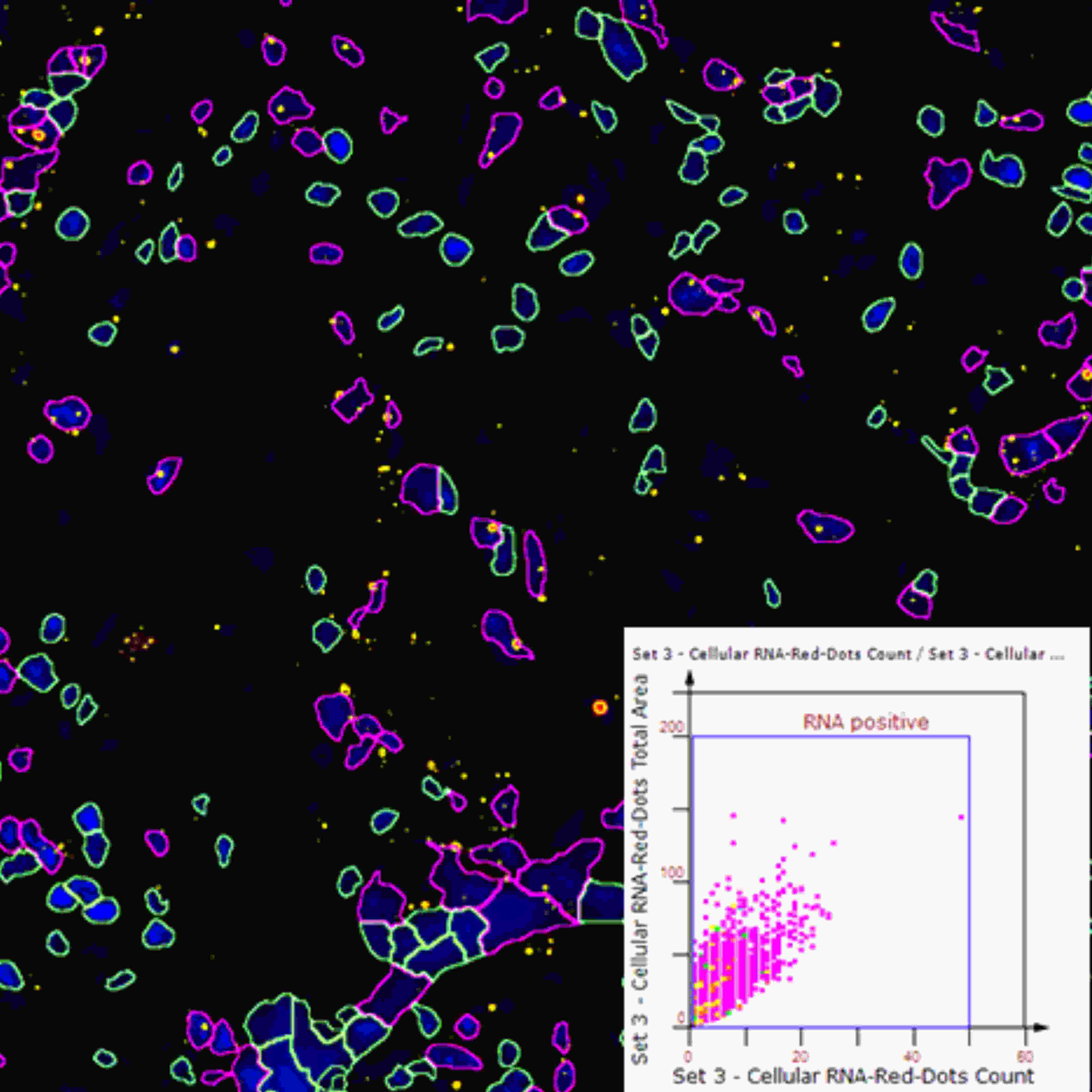 从样本到数据:TissueGnostics 全景多标记技术服务,科研效率翻倍的秘密