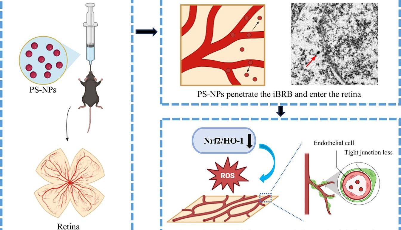 环境之光，IF 9.7 ！环境毒理学+眼科学交叉研究发1区Top，暨南大学附属第一医院研究团队深入探索PS-NPs的视网膜毒性~