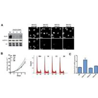 Invitrogen Ki-67 Monoclonal Antibody (SolA15