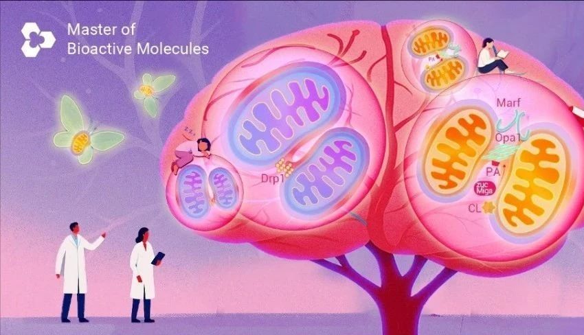 Nature | 线粒体: 嘿, 人! 该睡觉了欸