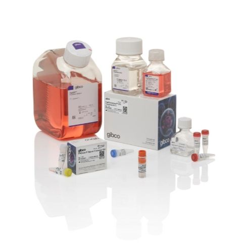 Gibco™ Expi293™ GnTI 表达系统试剂盒