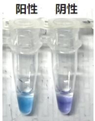 DfCell支原体高敏快速检测试剂盒（LAMP）