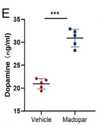 IF=14.1 | 神经调控骨代谢突破！帕金森药物竟成股骨头坏死克星？