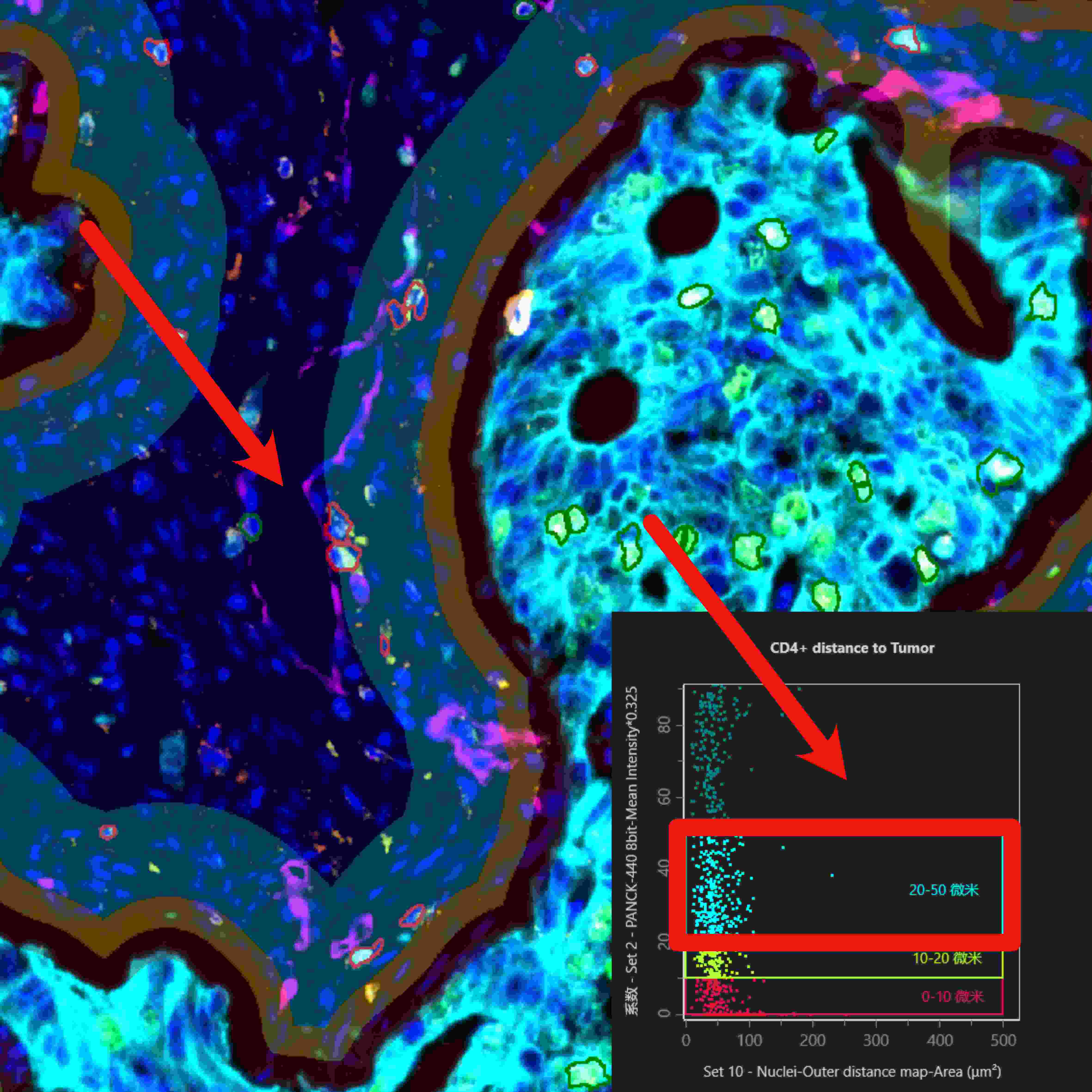 从样本到数据:TissueGnostics 全景多标记技术服务,科研效率翻倍的秘密