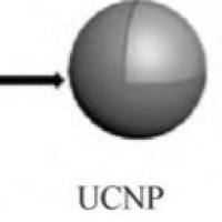 负载沙利度胺的上转换纳米粒被适配体AS1411（Ap）修饰 Thalidomide@UCNP-AS1411