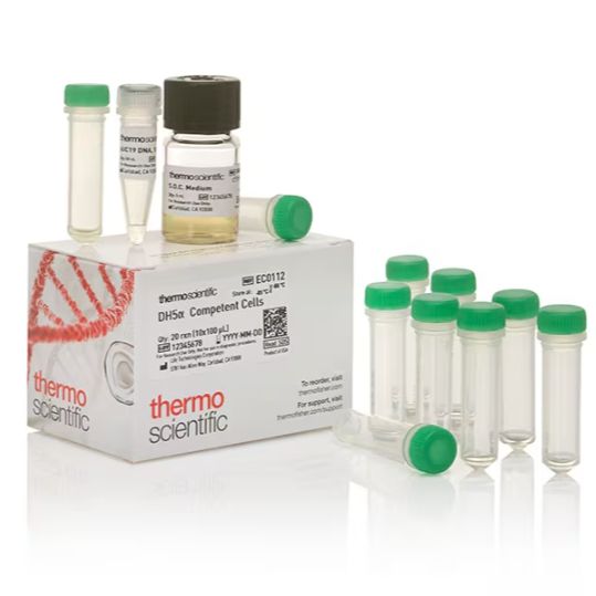 Thermo Scientific™ DH5α 感受态细胞