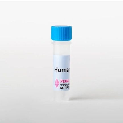 Human R-Spondin 1 Recombinant Protein