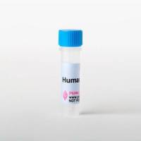 Human R-Spondin 1 Recombinant Protein