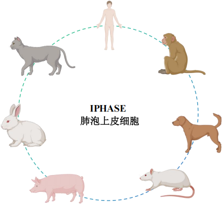 肺泡上皮细胞-解锁肺部疾病研究和药物筛选新模型