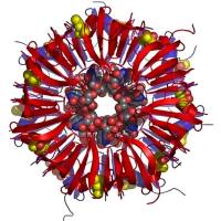人血清白蛋白纳米粒子包载伊立替康 HSA NPS@IRI