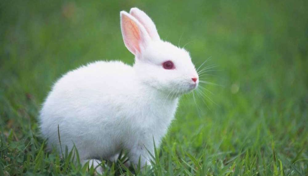 国内首家！IPHASE 新西兰兔肺S9助力药物代谢研究