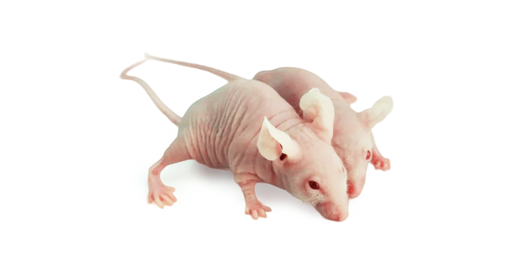 裸鼠长毛，实验还能照常做吗？