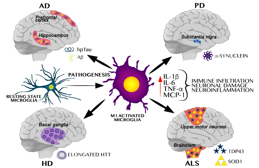 追踪“大脑火焰”:精选神经炎症抗体,为您的神经疾病研究精准导航!