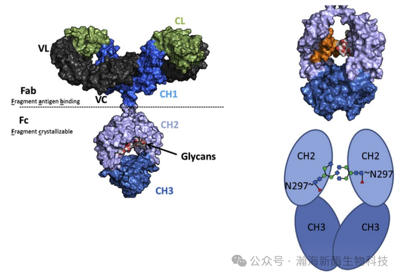 生物药质量控制：国产药典级N-糖分析，精准解锁蛋白抗体药糖基化检测
