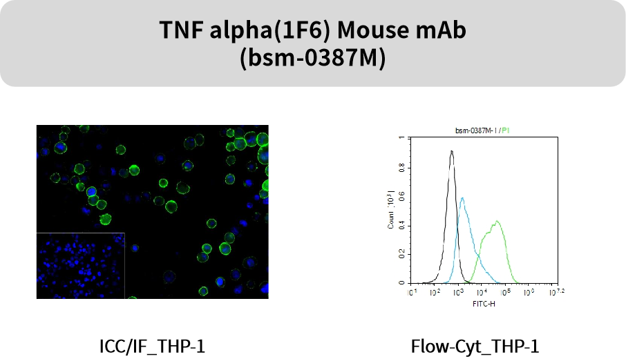 追踪“大脑火焰”:精选神经炎症抗体,为您的神经疾病研究精准导航!