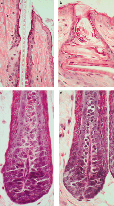 裸鼠长毛，实验还能照常做吗？