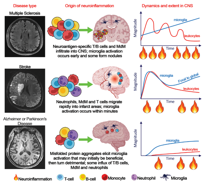 追踪“大脑火焰”:精选神经炎症抗体,为您的神经疾病研究精准导航!