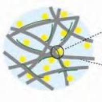 壳聚糖纳米颗粒包载利塞膦 酸钠 CS NPs@Risedronate Sodium