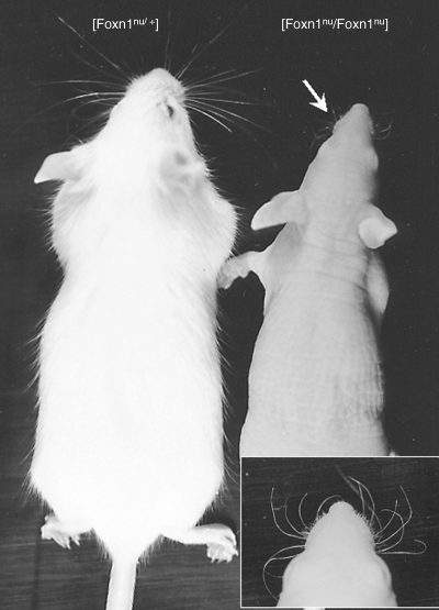 裸鼠长毛，实验还能照常做吗？