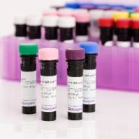 Anti-Tau, 15-25 Antibody 