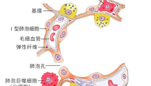 肺泡上皮细胞-解锁肺部疾病研究和药物筛选新模型