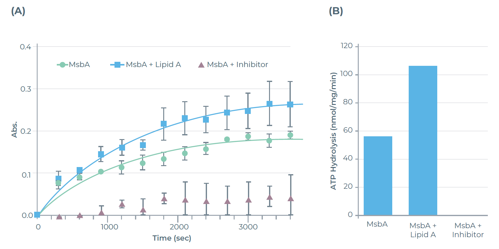 纯化MsbA的ATP酶活性