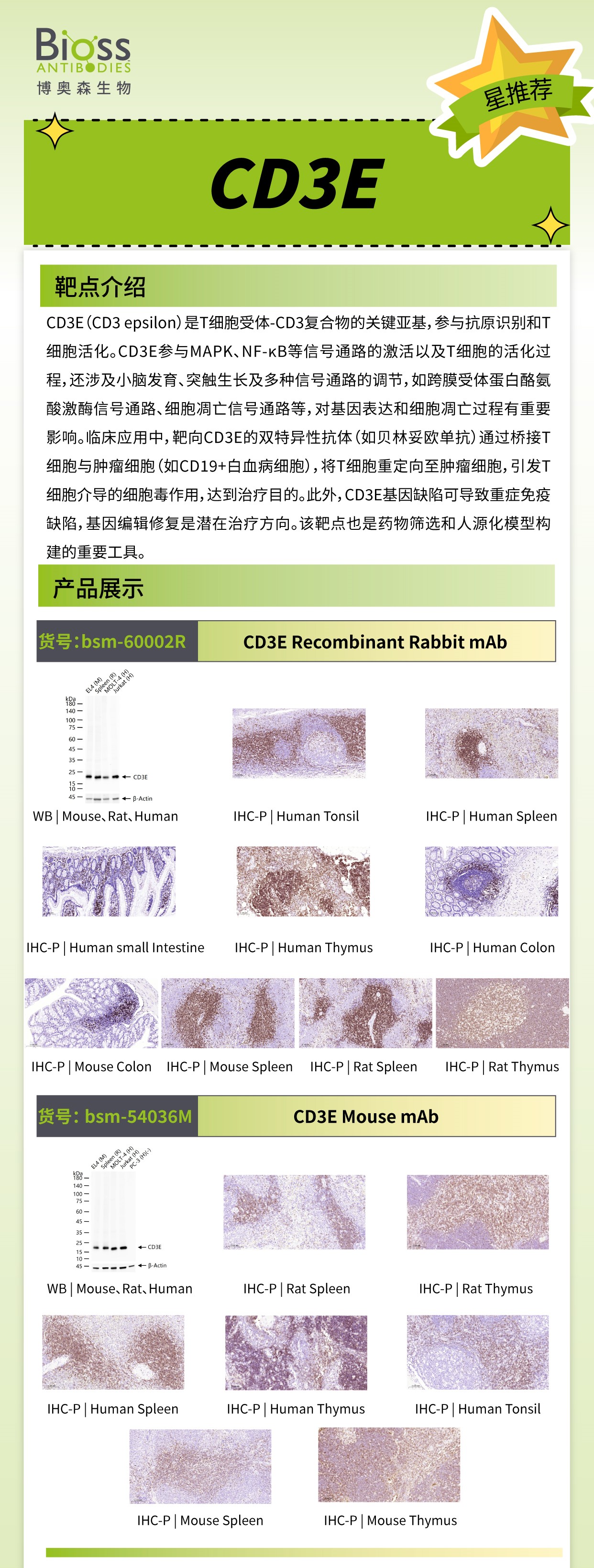Bioss 星推荐 | CD3E 抗体