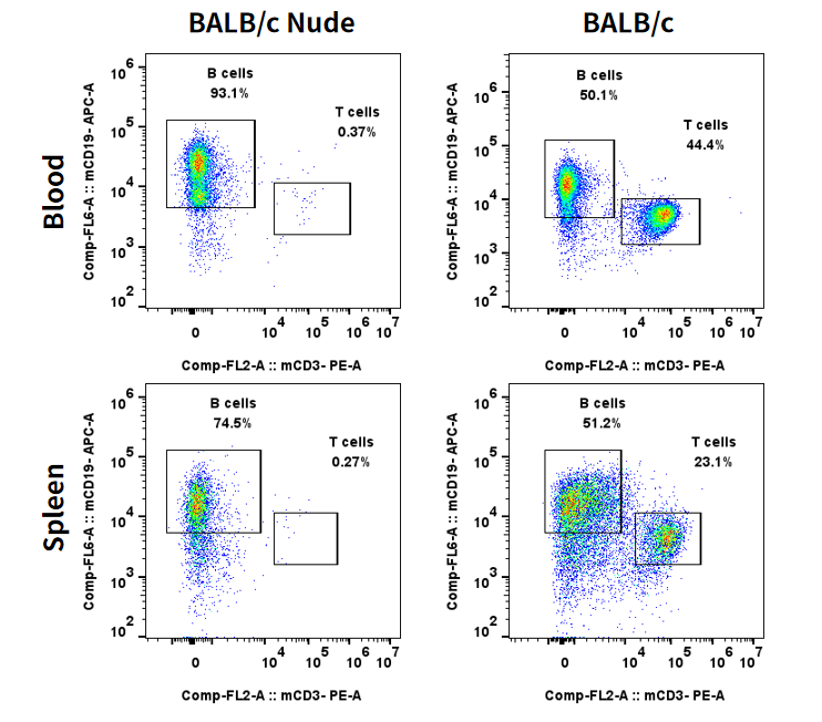 裸鼠长毛，实验还能照常做吗？