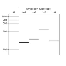 Q5U® 热启动超保真 DNA 聚合酶