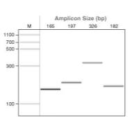 Q5U® 热启动超保真 DNA 聚合酶