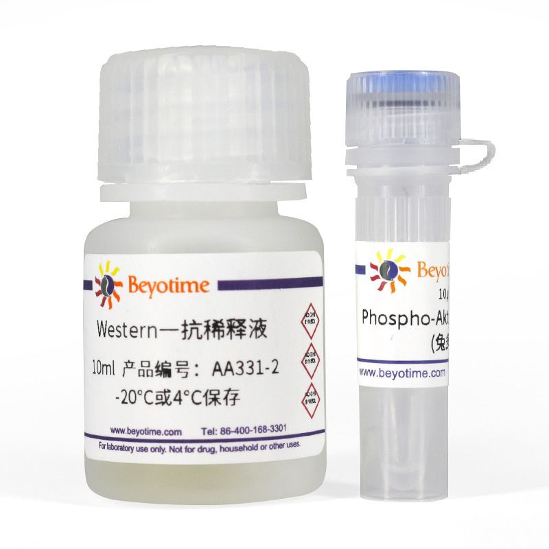 Phospho-Akt(Thr308)抗体(兔多抗)