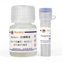 Phospho-Akt(Thr308)抗体(兔多抗)