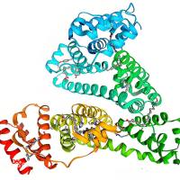 人血清白蛋白纳米粒子包载米托蒽醌 HSA NPs@Mit
