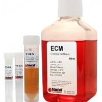 Sciencell 1001 ECM 内皮细胞培养基