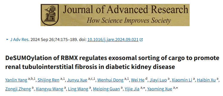 RBMX去SUMO化给外泌体miRNA“装导航”，靶向调控DKD纤维化，这波研究思路超硬核！