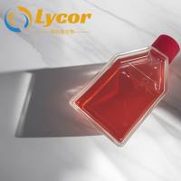 细胞活力(活死细胞染色)检测试剂盒（Calcein AM，PI法，适用于FACS、FM）