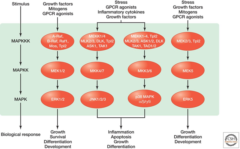 细胞凋亡系列篇【2】MAPK基因家族在细胞凋亡扮演的角色