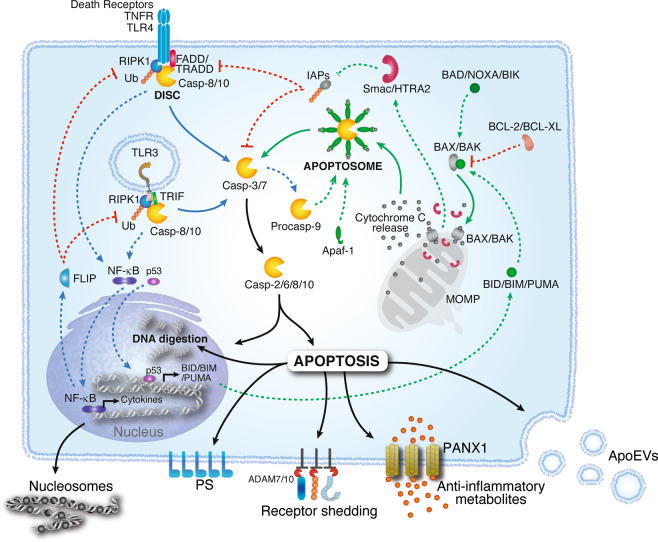 从机制到工具：细胞凋亡标志物研究蛋白抗体解决方案