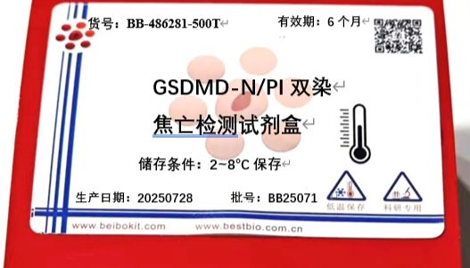 GSDMD-N/PI双染焦亡检测