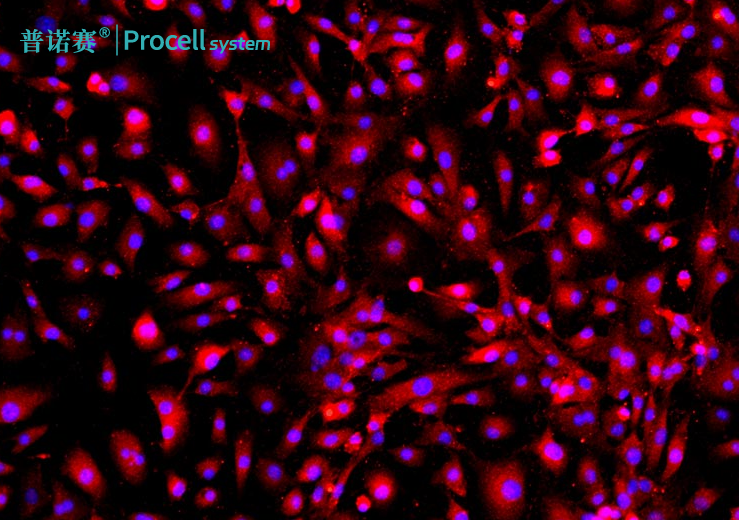 小鼠肺微血管内皮细胞培养操作方法指南