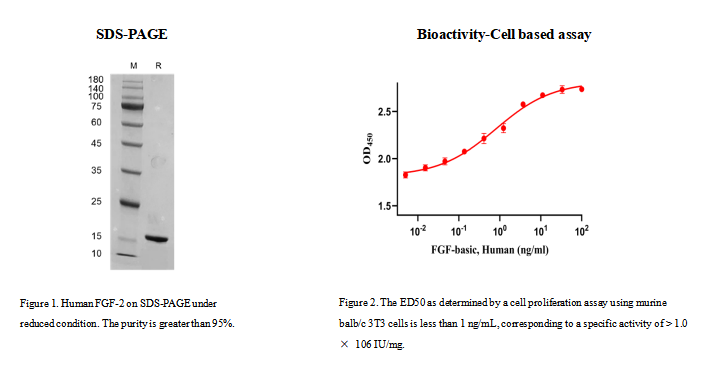 重组人碱性成纤维细胞生长因子 Human FGF-2 (人F