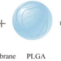 负载阿仑膦 酸钠的聚乳酸-羟基乙酸共聚物纳米颗粒被壳聚糖修饰 AL@PLGA NPs-CS